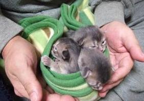 父の手と比べると、、ちっちゃ～い◎