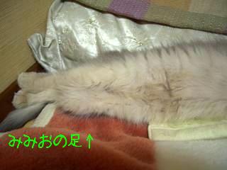 その時みみ君の足は…