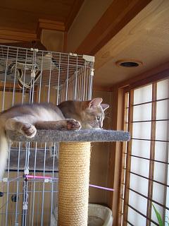 高いところまで登れるよ♪