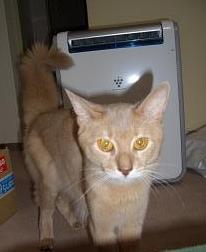 まぶちい男にゃ♪