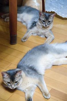 いい写真ﾀﾞｽ♪