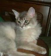 (≧∇≦)こちゅぶん♪