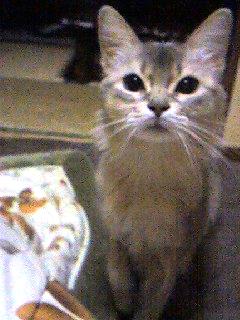 お、おかしいなぁ；；；(;^_^A