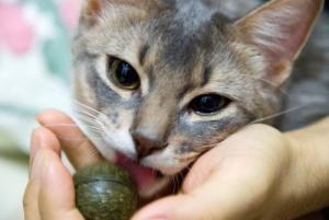 きん君だじょ～