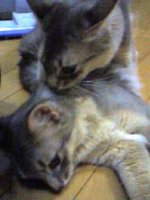 血は争えないね…