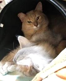 そ、その目は！？