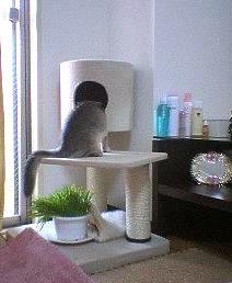 ちっちゃサイズになってる(笑