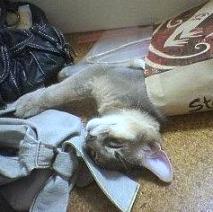 よりいっそうきゃわいいのぅ♪