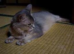 ショボ、ショボーン