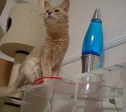 発見しました！