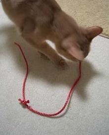 こちらにお持ちしました。