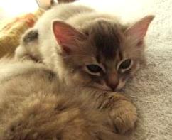 こんな感じで、きん君は寝ています