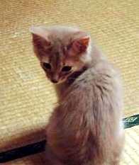 おバカなパパさん