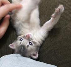 G君、お腹ウリウリ好きなのo(*^▽^*)o