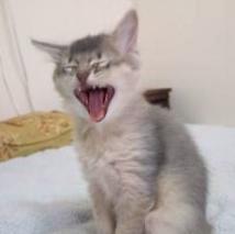 まだ眠いです/銀