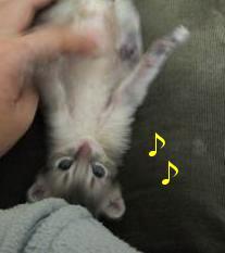 重千代もウリウリ好きなのo(*^▽^*)o