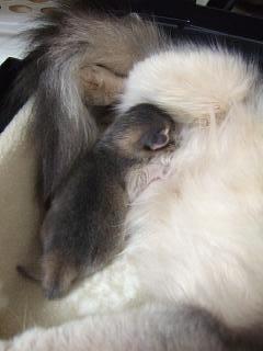 縮んでみたり～♪