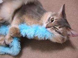 パパの『あふぉ☆』