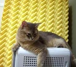 それが猫ってものさ