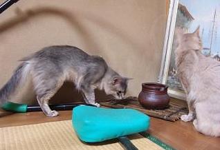 ふんふん、この辺のはずなんだけどな～