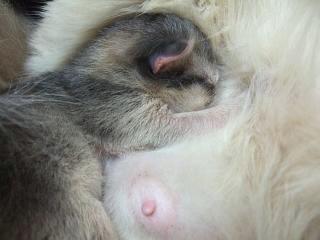 一心不乱に飲みまくるのさっ♪