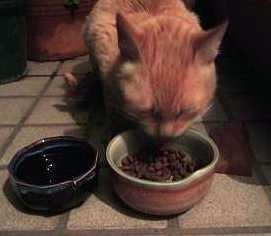 むしゃむしゃ言って食べてます。