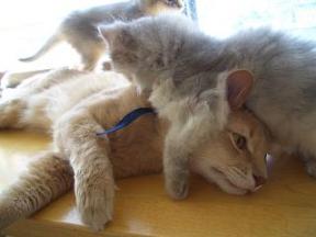 頑張れ☆ちわ君