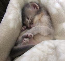 膝の上で寝たいのだ～。