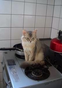 保護色なお猫様・訂正版