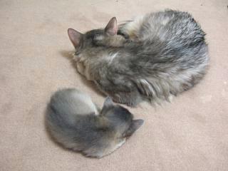 ぎん君とママ（*´▽｀*）