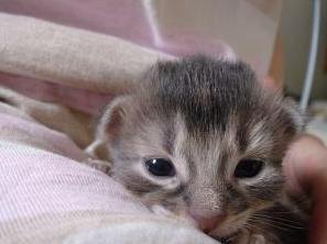 おめめパチりんこ