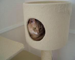 こちらも保護色なお猫様