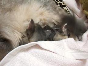 お布団かけてみたり…