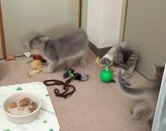 だから、片付けたばかりなのよ（＞＜）