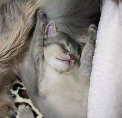 お布団かけてあげたのに…