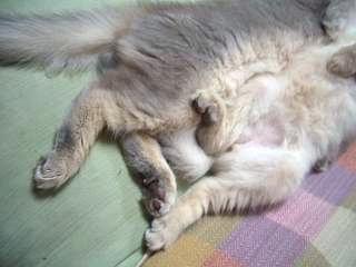 浜北のお家･ふっ君&こちゅぶ