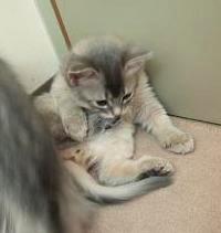 ふん、ふん、ふん、毛繕い～♪