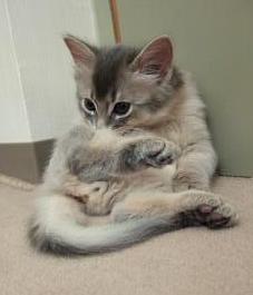 ふん、ふん、ふん、身だしなみ～♪