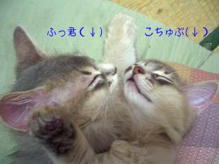 浜北のお家･ふっ君&こちゅぶ(顔)