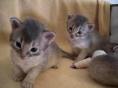 ４月２６日　ヨチヨチ歩きのミーシャ