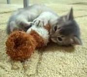 ５月６日　風邪を引かなかったミーシャ