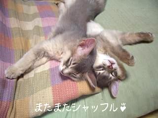 得意のシャッフル！