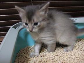 今は、普通のブツを生産しています。