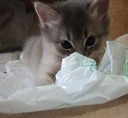 ちょっとだけよ～。