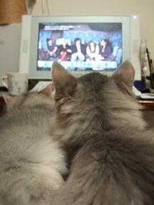 銀君とチヨチヨ