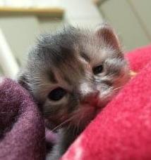 夕方のＧＩＮ君