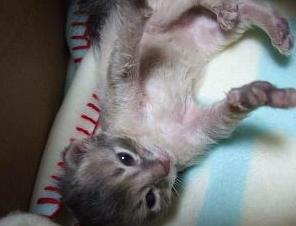 シモの世話をしてもらっている重千代…