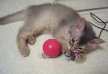 ６月５日　ネズミをやっつける！