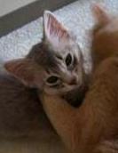 ６月１０日　パパに溺愛されるミーシャ