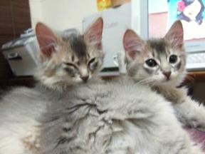 邪魔しないでよ！